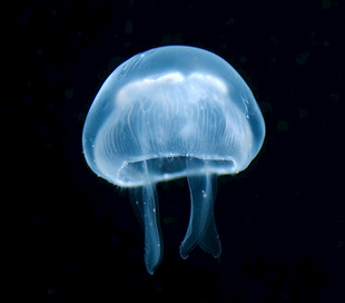 发光水母在深海中摇曳