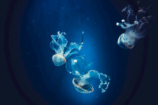 梦幻水母在深海中游动