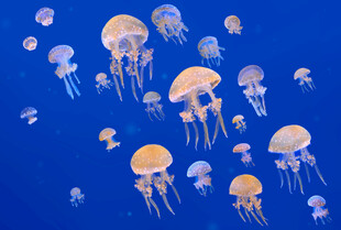 蓝色海洋中的梦幻水母群