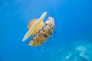 海中漂浮的多彩水母