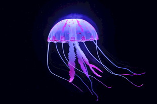 发光水母梦幻海洋精灵