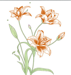 手绘橙色百合花插画