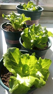 阳光中的小青菜