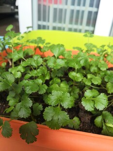 盆栽香菜
