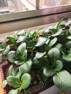 阳台上的小青菜