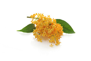 金黄桂花带绿叶