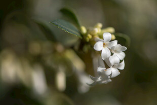 白色小花特写