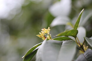 桂花枝叶特写