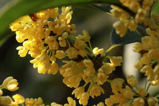 金黄桂花绽放枝头