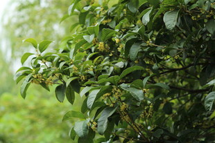 绿叶繁茂的植物特写