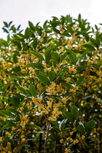 金黄桂花满枝头