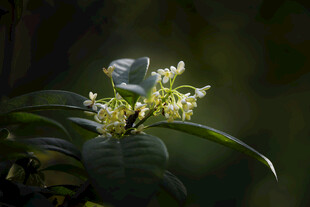 桂花绽放绿叶间的芬芳