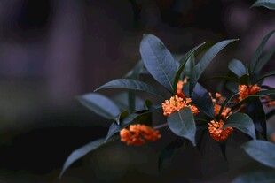枝头橙黄桂花绽放