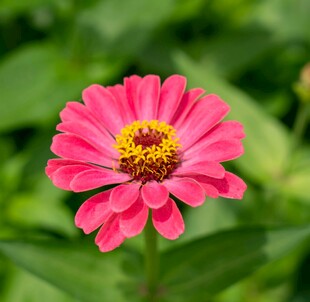 娇艳粉色百日菊