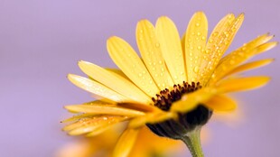 黄色金盏花特写