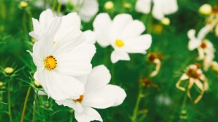 白色银莲花绽放于绿野