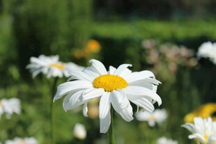 清新雏菊绽放于绿意间
