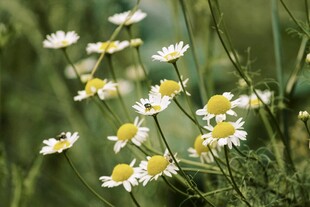 野间雏菊绽放