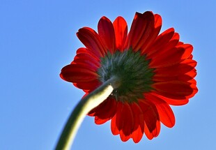 蓝天映衬下的艳丽红雏菊