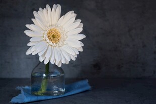 单枝雏菊插于透明花瓶中