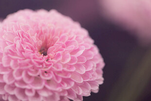 粉色绒球菊花特写