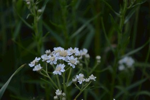 白色小花绽放于草丛间