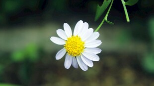 清新小白菊绽放