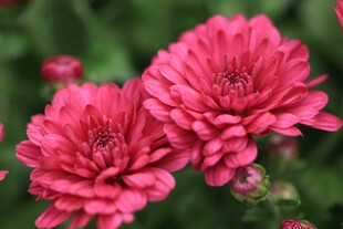 艳丽粉色菊花绽放