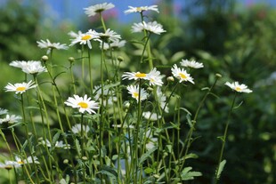 田野中的清新小白菊