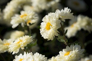白色菊花绽放