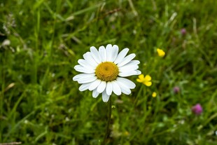 田野中的白色雏菊