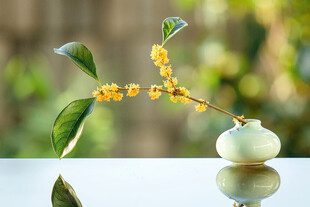 花瓶中绽放的黄色小花