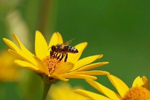 蜜蜂采蜜于黄色花朵间