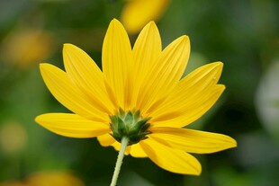 菊芋花