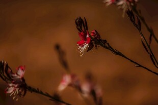 枝头绽放的娇艳小红花