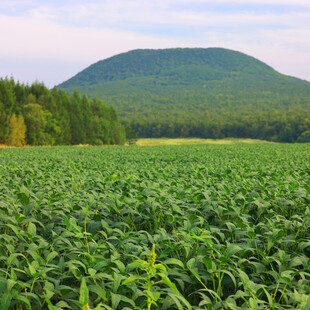绿色田野与远山风景