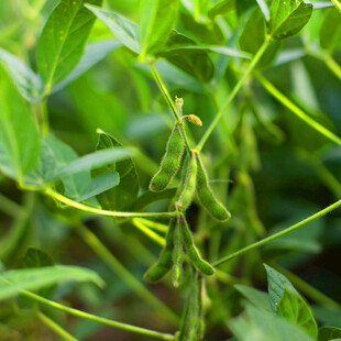 田间生长的鲜嫩毛豆植株