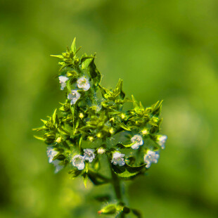 绿色背景下的白色小花植株