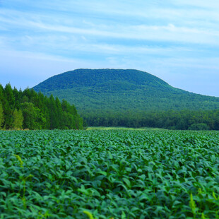 绿色田野与远山风景