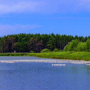 湖畔森林美景