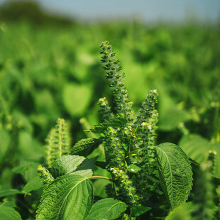 绿意盎然的田野植物景观