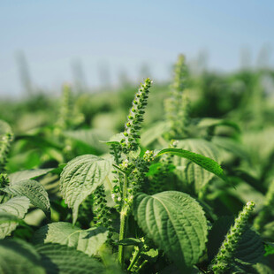 绿意盎然的藿香植物