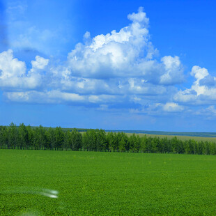 广袤绿野与蓝天绿树美景