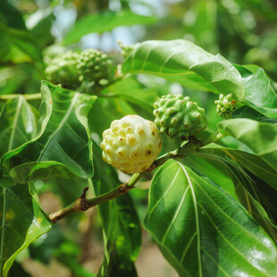 诺丽果植株特写