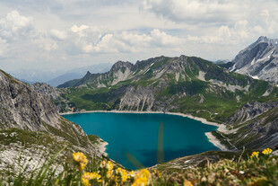 高山湖畔绽放的灿烂黄花