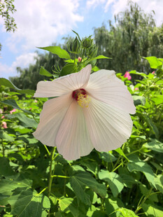 白色木槿花绽放于绿叶间