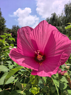 娇艳木槿花绽放于绿野