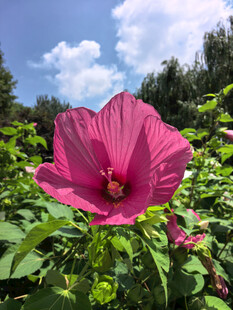 娇艳木槿花绽放于绿野