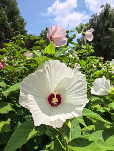 白色木槿花绽放于绿叶间