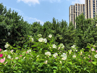 城市中绽放的繁花绿植